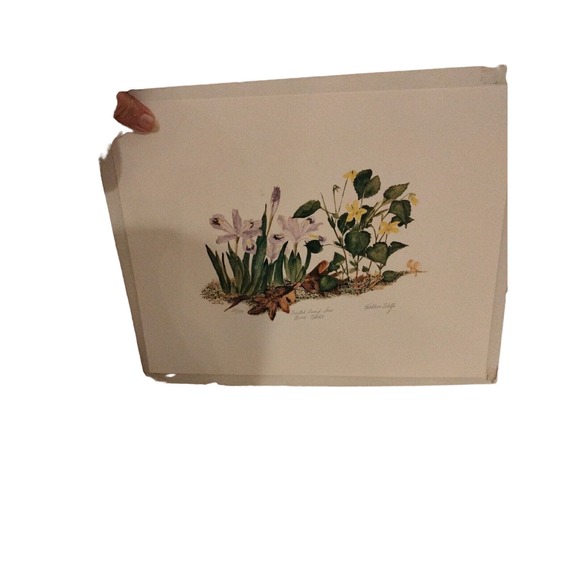 Kathleen Wolfe Crested Dwarf Iris Lithograph 28/350 Signed 10" X 13" - Picture 8 of 8